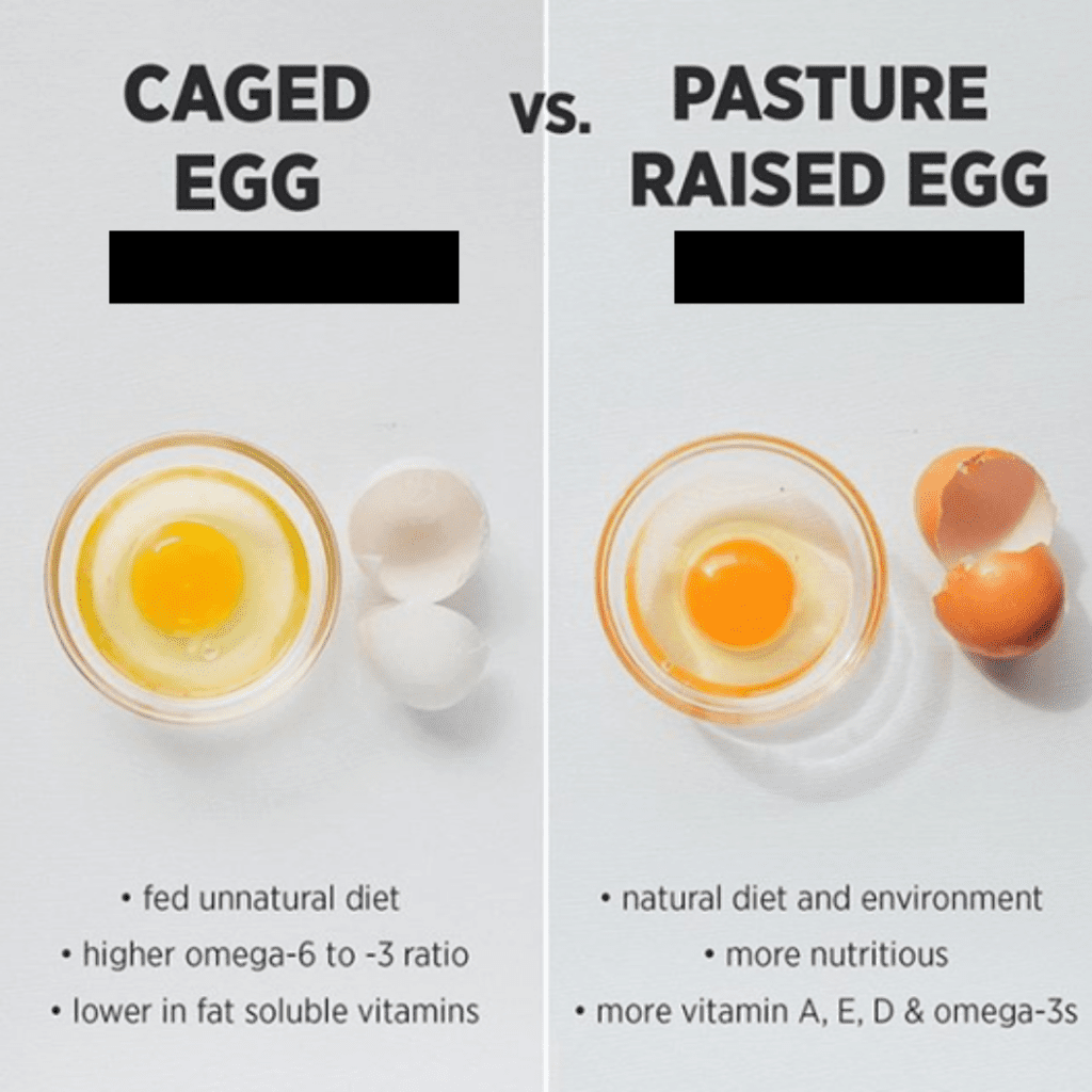 How to spot the difference between Normal Eggs vs Organic Eggs