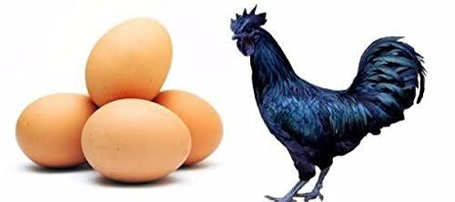 Kadaknath eggs are the superfood you've been missing out