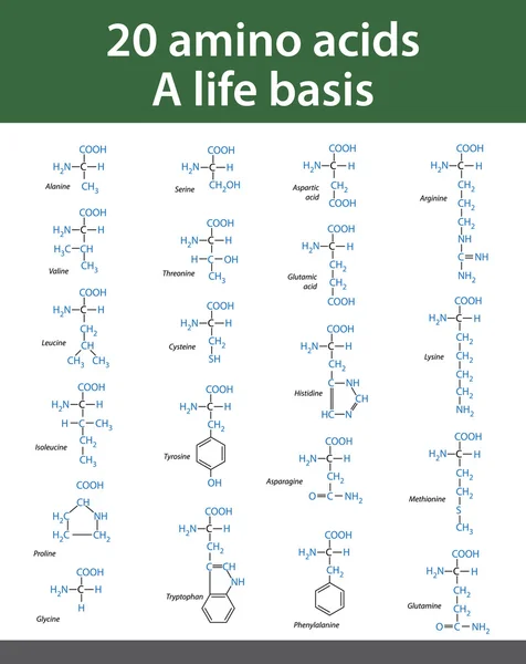 Unraveling the Mystery of Amino Acids Chart Your Way to Knowledge 4 image 434