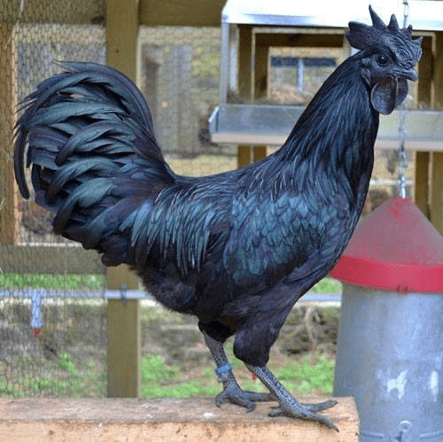 Kadaknath chicken benefits