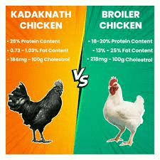 Kadaknath Chicken Benefits
