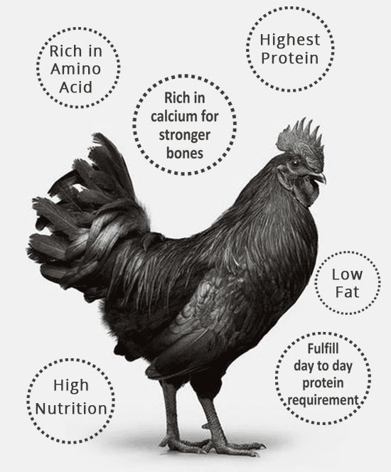 Kadaknath Chicken Benefits