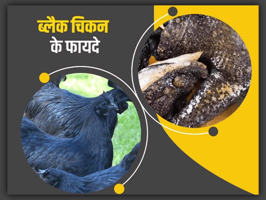 Kadaknath Chicken Benefits